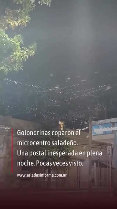 Así se esta viviendo la invasión de golondrinas en Corrientes