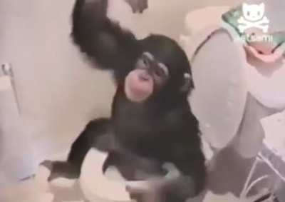 monkey