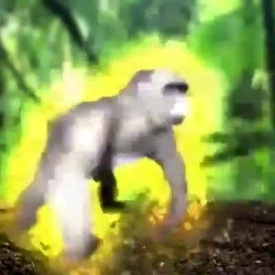 monkey