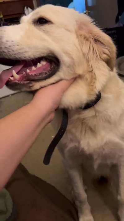 My brother&rsquo;s new doggie Georgia enjoying some pets by me