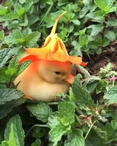 This day dreaming duckling is definitely the most Eyebleach thing I&rsquo;ve seen in a while (X-post from r/Aww)