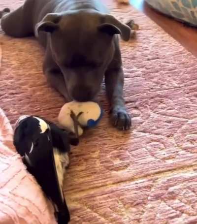 Bird Dog