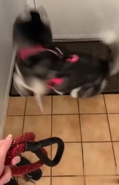 Are you ready ? He wants to go out and play XDDD