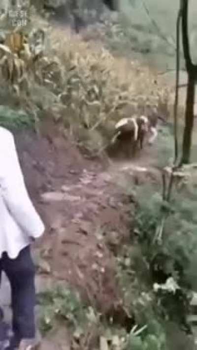Being horny on the edge of cliff