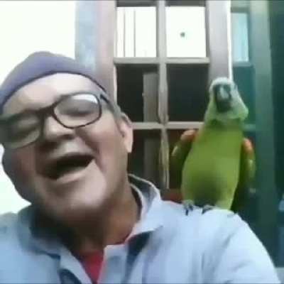 haha green birb