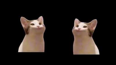Cat vol 2