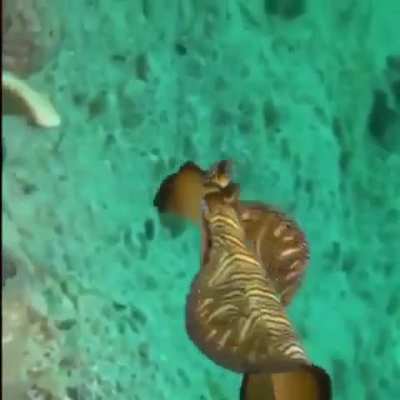 WEEEEK 203 OF FLATWORM FRIDAY!!!!