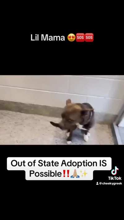 🆘 Hail Mary Plea for 3/23‼️ LIL MAMA A651126 was left behind when her owners were evicted. She is calm, quiet & incredibly sweet. 2 y/o Alaskan Husky/Pittie (HW-). Urgently seeking loving forever home! 🫶🏼 612 Canino Rd. Houston, TX (Adoptable Out of S