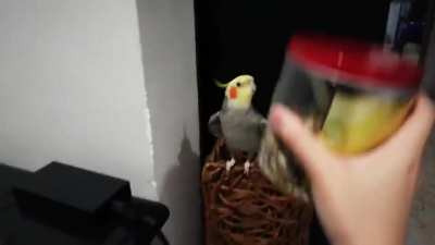 Um v&iacute;deo fofo pra limpar esse feed seu 🤠👍