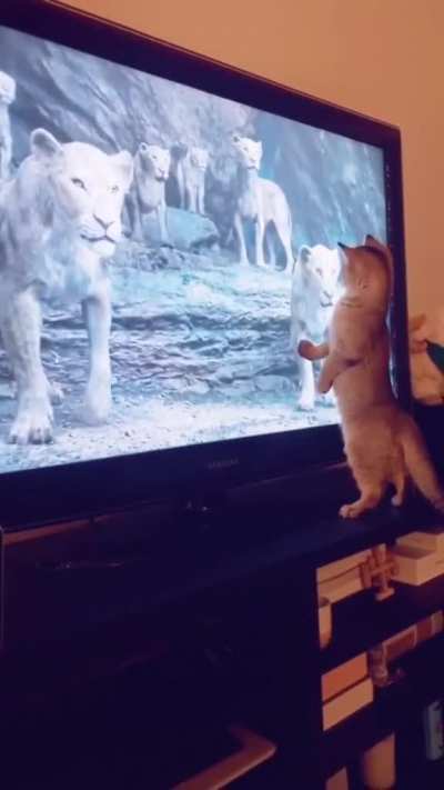 Kitten meets Simba