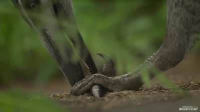Austroraptor makes its debut on TV/Mainstream media with a standout scene.