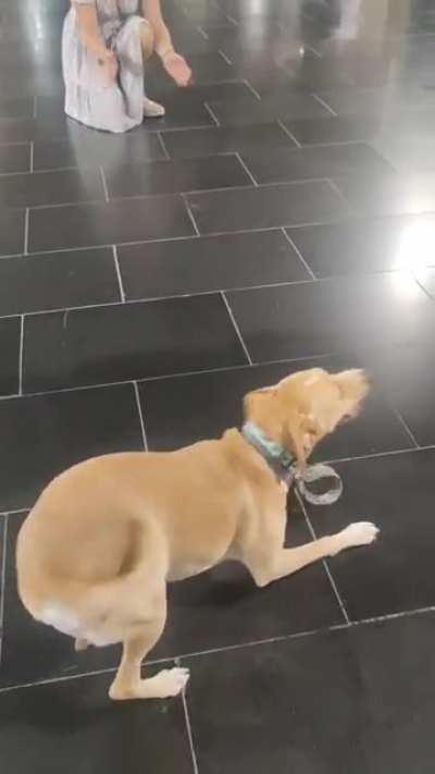 I've never seen a dog this happy