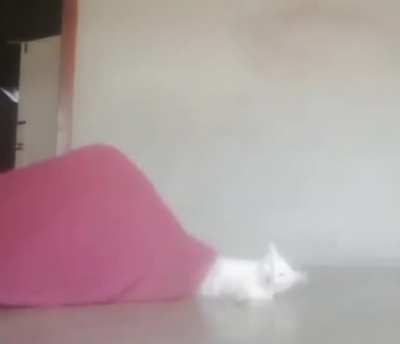 No more cat