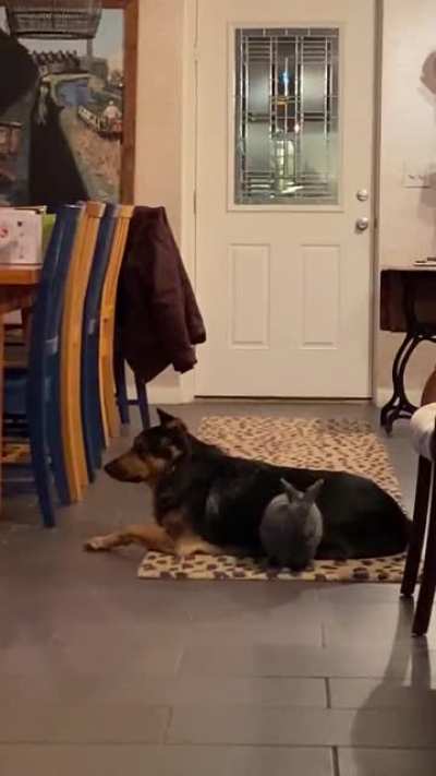 Everyone panicked when we told them we were adopting a rabbit because of our dogs&hellip; we knew better.