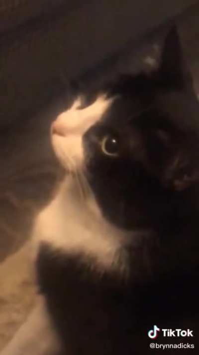 Khajiit does not see coin, will give no wares