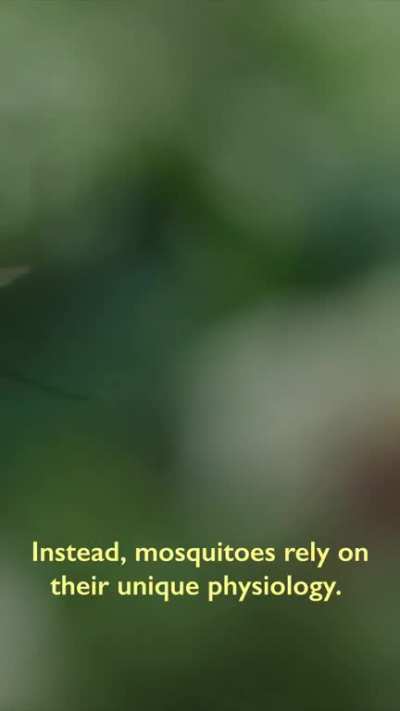 How do mosquito survive in rain