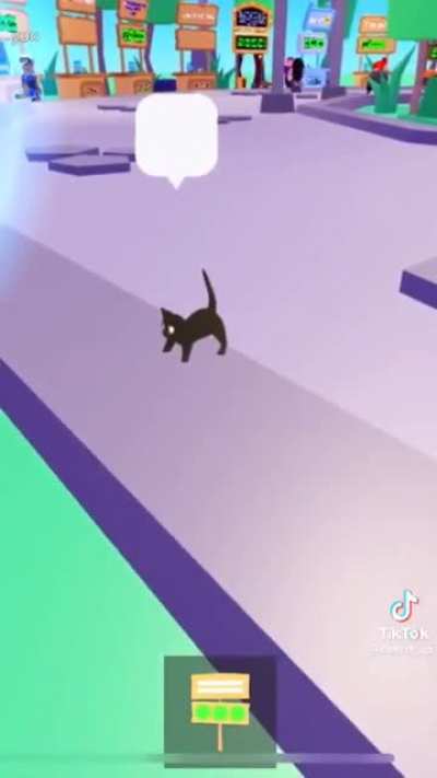 normal cat