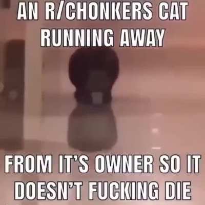 fat cat