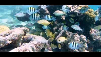 Caribbean Life. Isla Tiburon reef of Isla Mujeres