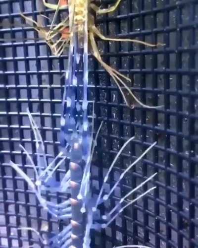 If I see this in my house I&rsquo;m getting a gas can and a lighter.