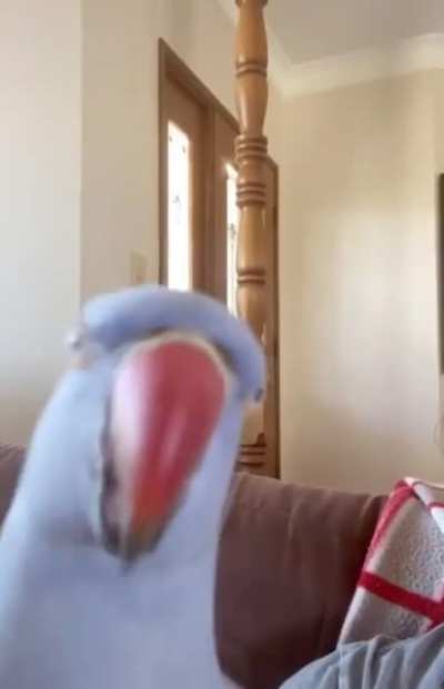 He knows what he's doing is wrong, and tries to distract his owner
