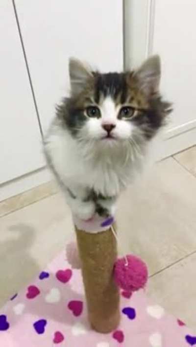 Cat.