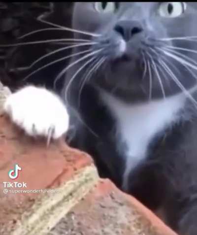 The world&rsquo;s first auto tune cat