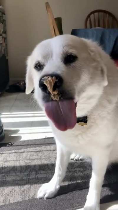 We put peanut butter on his nose to distract from a nail trimming. Turns out he hasn&rsquo;t quite figured out how to lick Up. This went on for about 5 minutes...