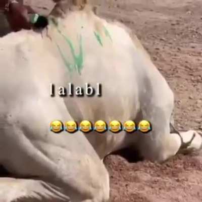 Good camel wash service recommend 👍🏻