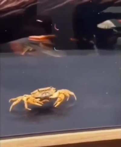 Oh no mr krabs