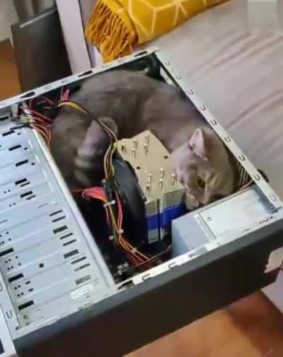 Catputer Nerd!