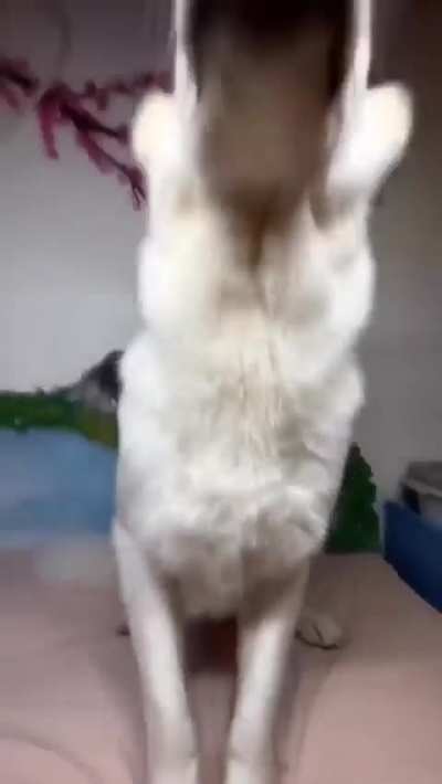 Dogposting