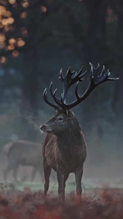 🔥Stags in the early morning winter light [OC]