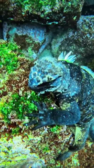 Marine Iguana &amp;amp; Turtle feeding underwater