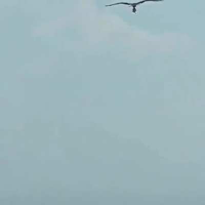 Eagle > shark