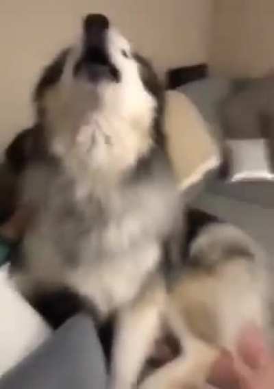 Thats a big dog&hellip;
