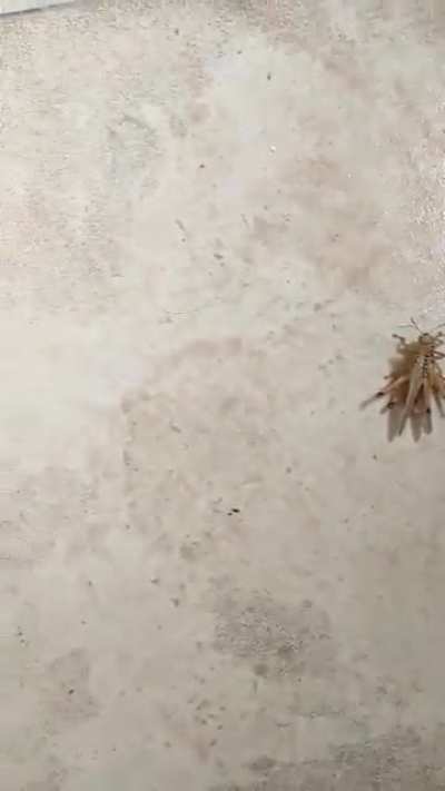 Clg mein mms hua viral☠️