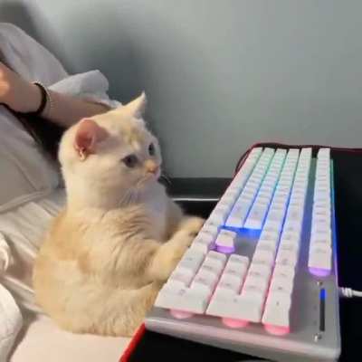 Gamer has Game