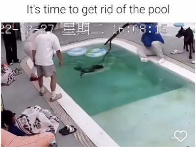 Dogs are good swimmers