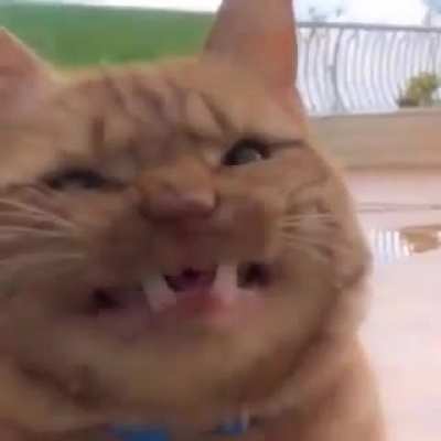 A scrungy meow.