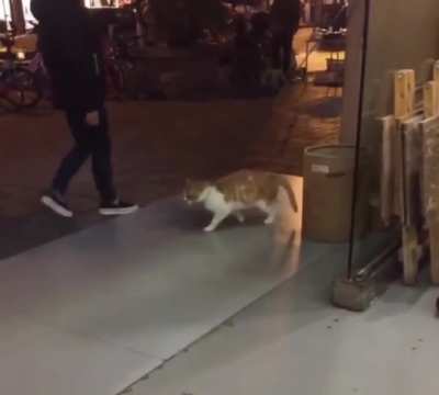 I THINK THIS CAT HAS HAD AN error.exe