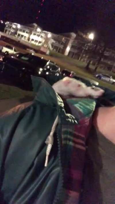 Rats In A Rain Jacket