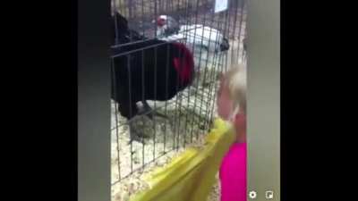 HMJB, I will tantalise the rooster