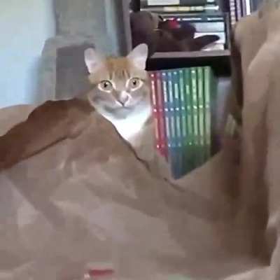 oldie but goldie.... the definition of the "are you seeing this shit" look