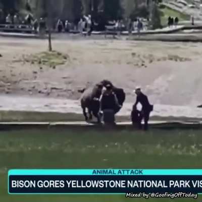 The bison wins. 