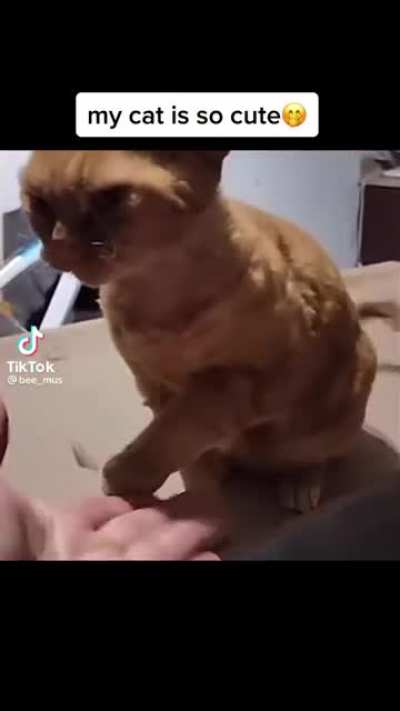 Cat👍