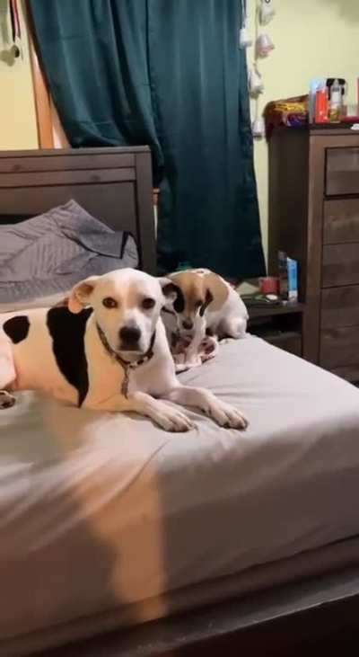 he fell off the bed after