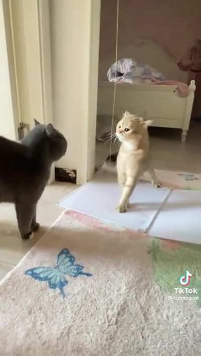 Do cat videos count?