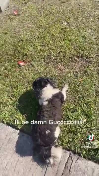 Guy hilariously chases his dog who ran away earlier in the day