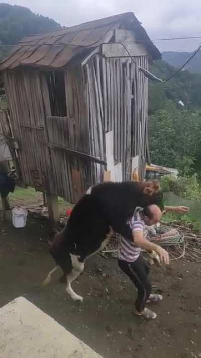 Romanian mating dance